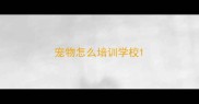 宠物怎么培训学校