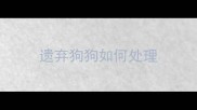 遗弃狗狗如何处理