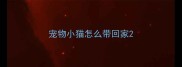 宠物小猫怎么带回家