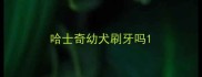 哈士奇幼犬刷牙吗