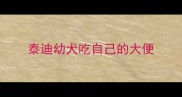 泰迪幼犬吃自己的大便