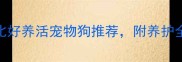 新手必看5种高性价比好养活宠物狗推荐附养护全攻略附品种对比图