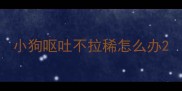 小狗呕吐不拉稀怎么办