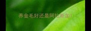养金毛好还是阿拉斯加