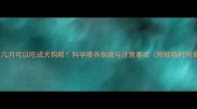 幼犬几月可以吃成犬狗粮科学喂养指南与注意事项附转粮时间表