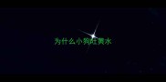 为什么小狗吐黄水