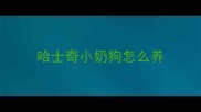 哈士奇小奶狗怎么养