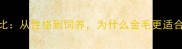 金毛与拉布拉多对比从性格到饲养为什么金毛更适合作为家庭伴侣犬