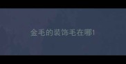金毛的装饰毛在哪