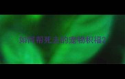 如何帮死去的宠物积福