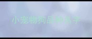 小宠物狗品种名字