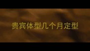 贵宾体型几个月定型