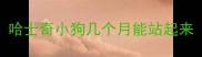 哈士奇小狗几个月能站起来