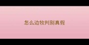 怎么边牧判别真假