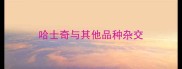哈士奇与其他品种杂交