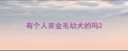 有个人卖金毛幼犬的吗