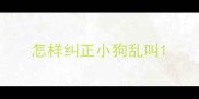 怎样纠正小狗乱叫