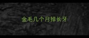 金毛几个月掉长牙