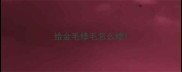 给金毛修毛怎么修