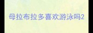 母拉布拉多喜欢游泳吗