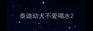 泰迪幼犬不爱喝水