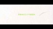 罗威纳犬几个月能配种