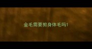 金毛需要剪身体毛吗