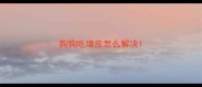 狗狗吃墙皮怎么解决