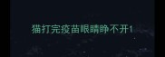 猫打完疫苗眼睛睁不开