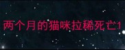 两个月的猫咪拉稀死亡