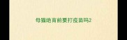 母猫绝育前要打疫苗吗