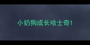 小奶狗成长哈士奇