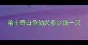 哈士奇白色幼犬多少钱一只