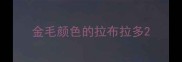 金毛颜色的拉布拉多