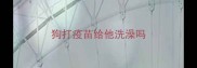 狗打疫苗给他洗澡吗