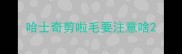 哈士奇剪啦毛要注意啥