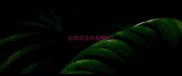 拉布拉多半夜嚎叫