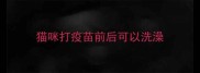 猫咪打疫苗前后可以洗澡