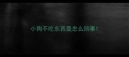 小狗不吃东西是怎么回事