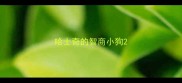哈士奇的智商小狗