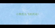 小狗怎么飞机托运