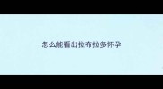 怎么能看出拉布拉多怀孕