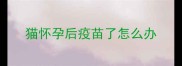 猫怀孕后疫苗了怎么办