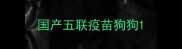 国产五联疫苗狗狗