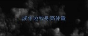 成年边牧身高体重