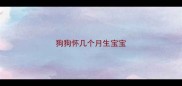 狗狗怀几个月生宝宝