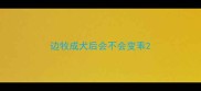 边牧成犬后会不会变乖