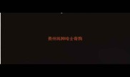 贵州纯种哈士奇狗