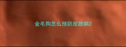 金毛狗怎么预防皮肤病