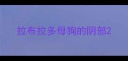 拉布拉多母狗的阴部